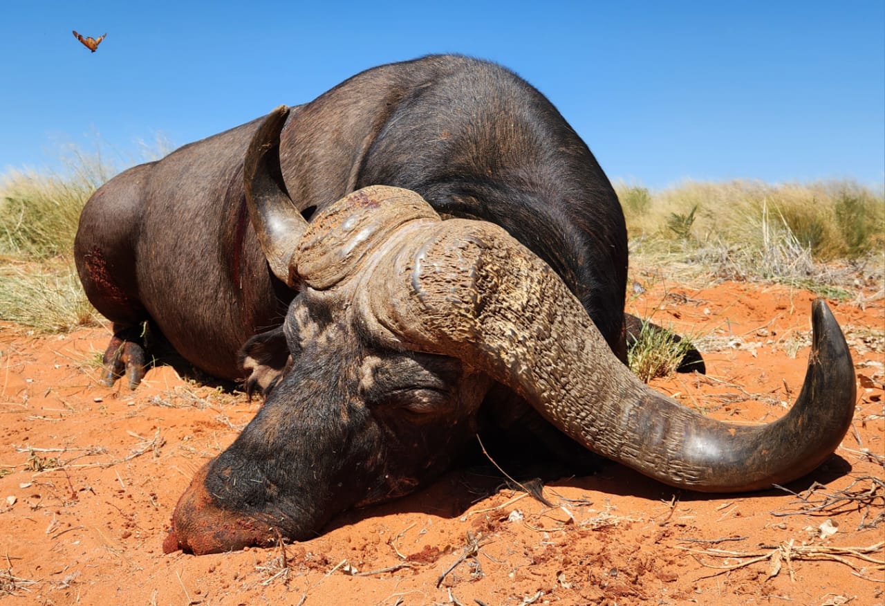 Cape Buffalo hunt in the Kalahari